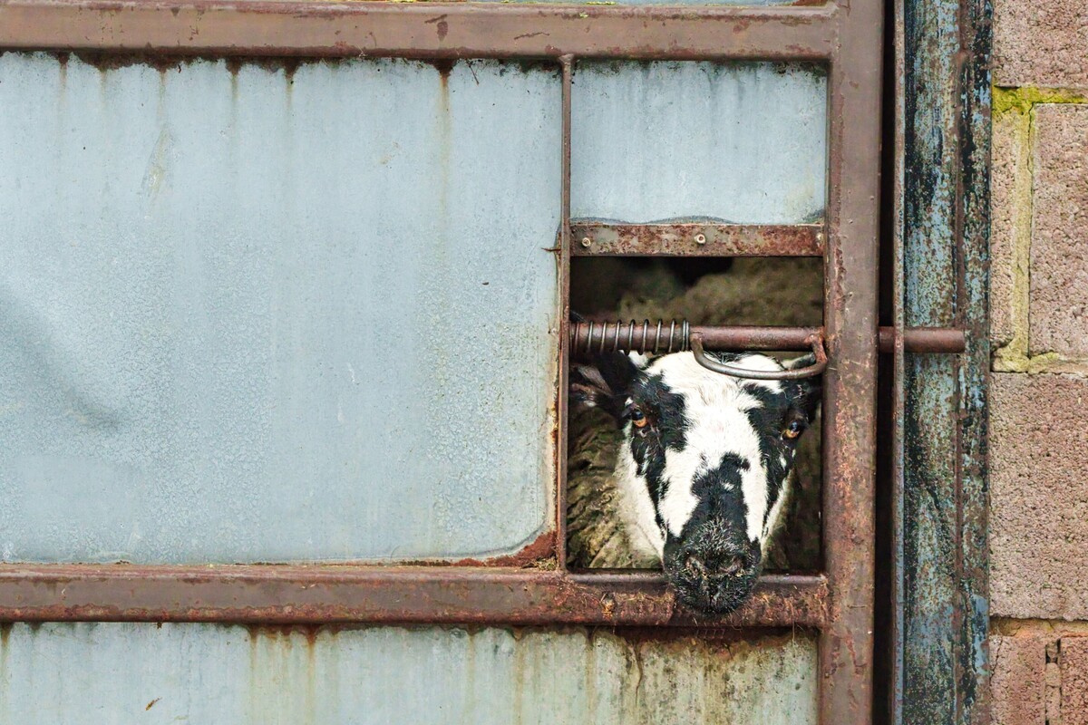 1st Could you let me out  by Graham Turner